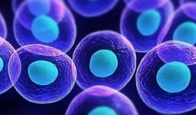 干细胞治疗慢性肾脏病有效吗？