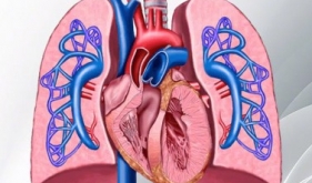 心肺血管病科是什么科室呢？